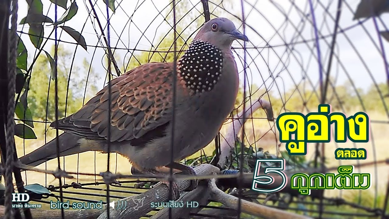 เสียงต่อนกเขาใหญ่ คูอ่างตลอด 5กุกเต็ม เรีบกลงกุก เสียงเปิดต่อนก2565 เสียงกลางใหญ่ ระบบเสียงHD