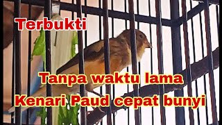 Cara merawat burung kenari paud dari ombyokan agar cepat bunyi