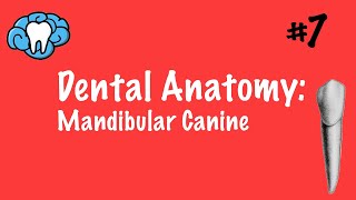 Dental Anatomy | Mandibular Canine | INBDE