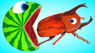 Pacman Orange Beetle Bug on farm meets a Watermelon friends as he find easter eggs on river