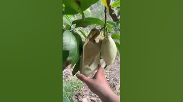 Nông dân tin dùng túi bao xoài công ty Kim Đại Lợi