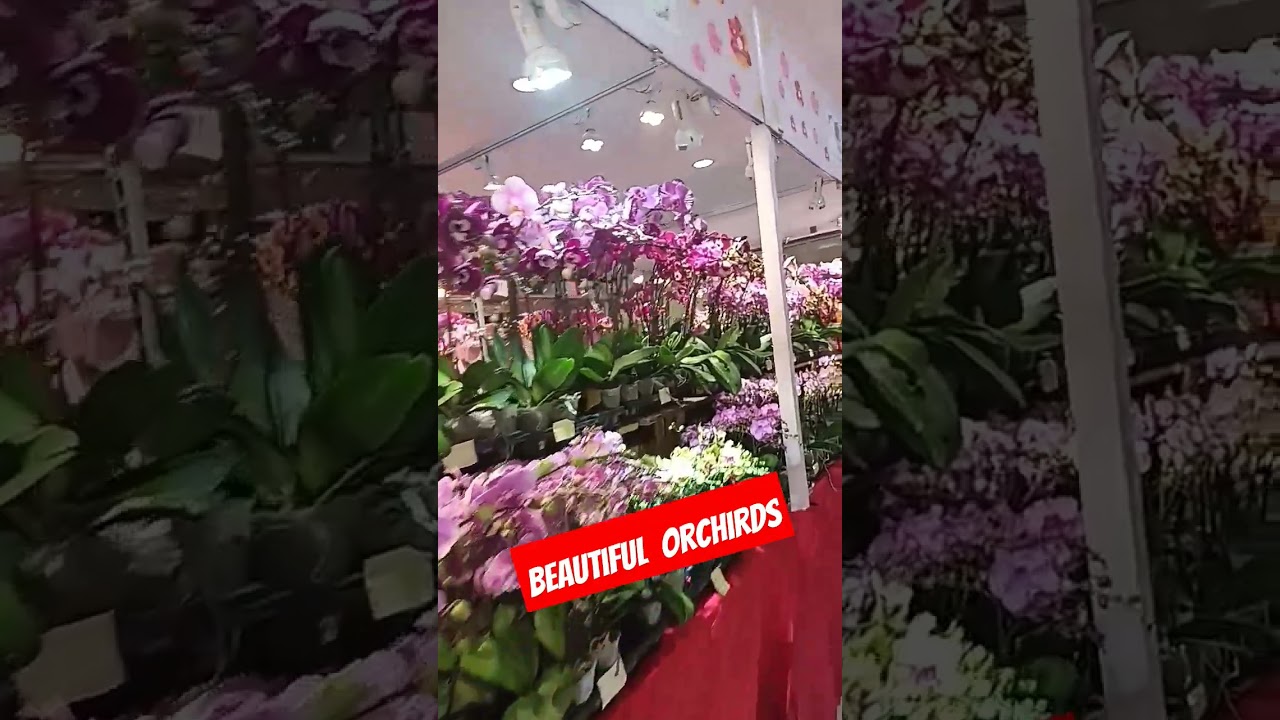 Chinese new year  flower/