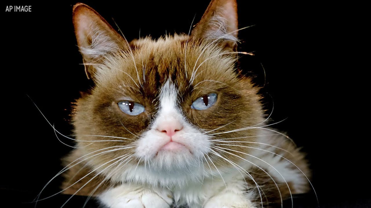 Grumpy Cat Has Passed Away