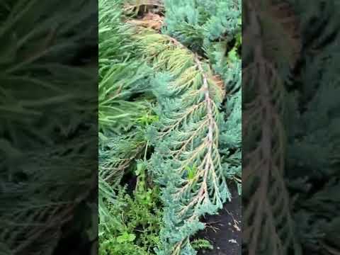 Video: Weymouth Pine. Bentuk hiasan tumbuhan konifer