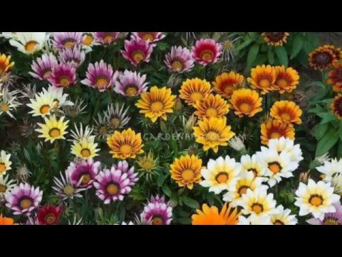Video: Hoa Cúc Gatsania Nhiều Màu