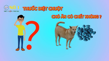 THUỐC DIỆT CHUỘT CHÓ MÈO ĂN CÓ CHẾT KHÔNG ?