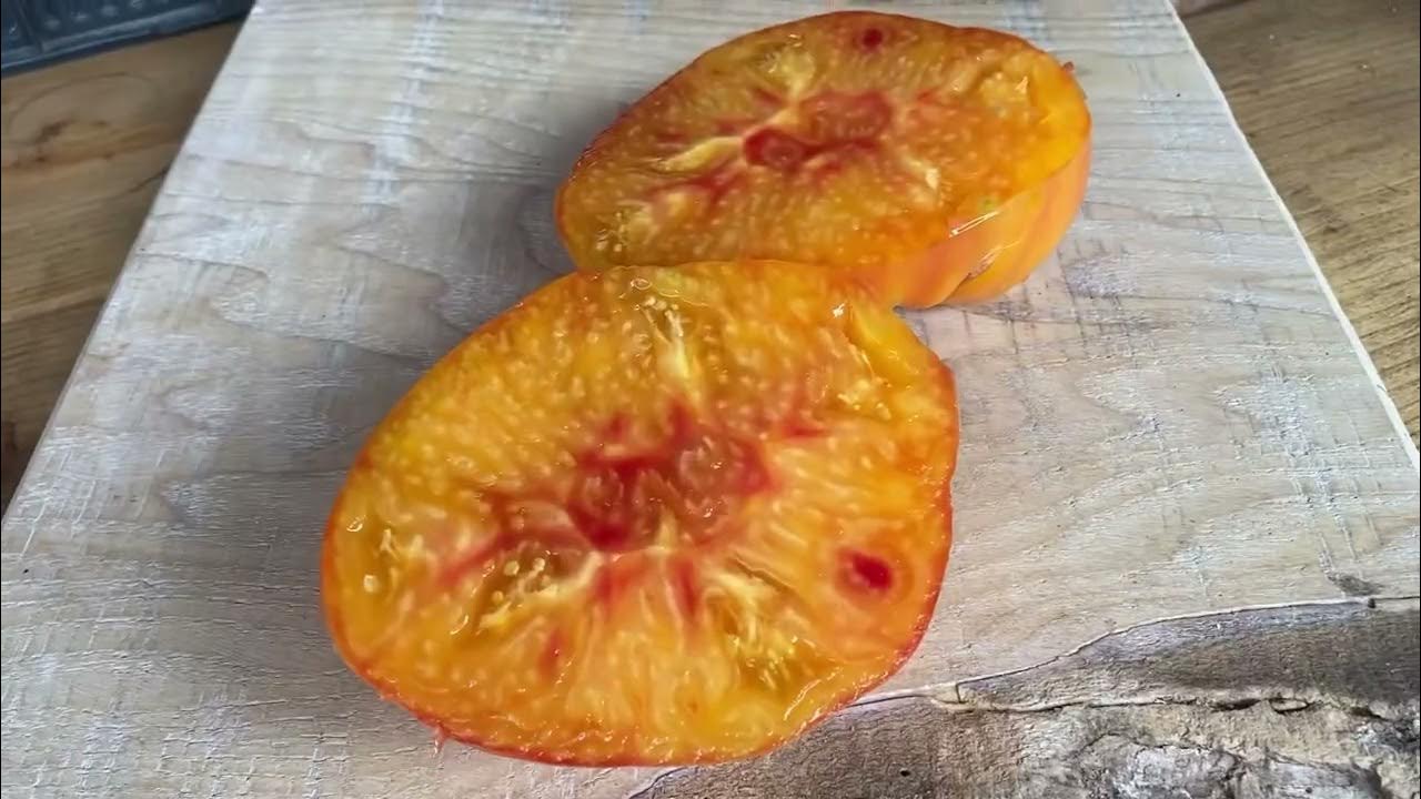Сорт томата Бурракерские любимцы /Burracker’s Favorite. - YouTube