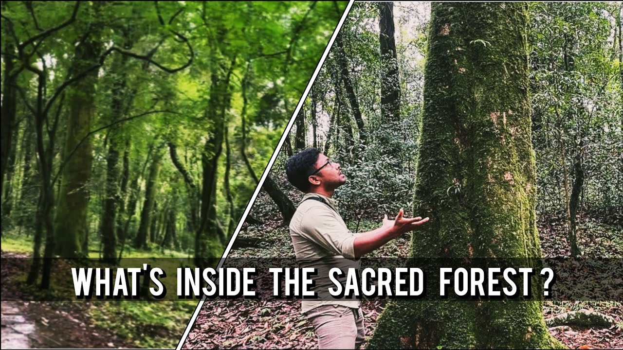 DISCOVER MEGHALAYA #EP-8 || INSIDE SACRED FOREST MAWPHLANG || BOB THE EXPLORER