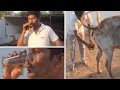 Men using cows urine to fight disease