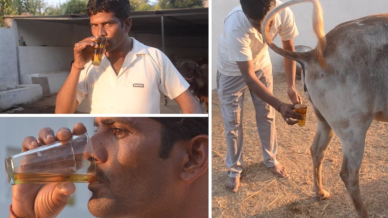Men Using Cows Urine To Fight Disease