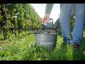 Ein Einblick in die Weinlese 2024
