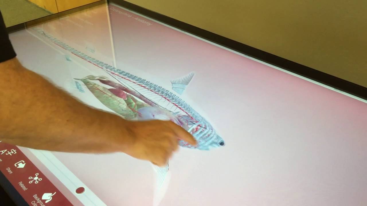Volanti touch screen table - LifeLiqe educational software