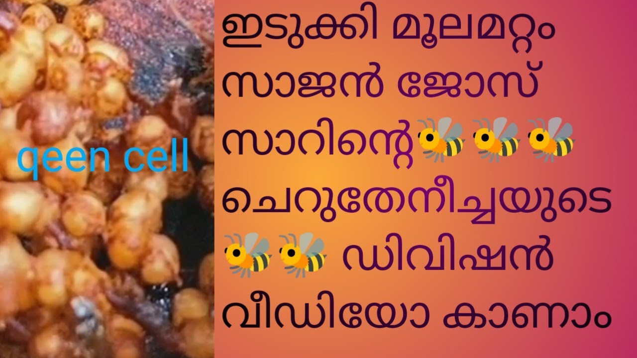 ഇടുക്കി മൂലമറ്റം സാജൻ ജോസ് സാറിന്റെ ചെറുതേനീച്ചയുടെ ഡിവിഷൻ വീഡിയോ കാണാം🐝🐝