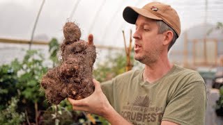 Why are TRUE Yams Such an Incredible Survival Crop?