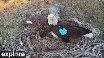 Fraser Point Bald Eagles | Highlights