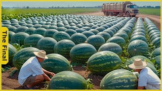 How Farmers Harvest and Transport 5 Tons of Watermelons at the Garden | Food processing machines