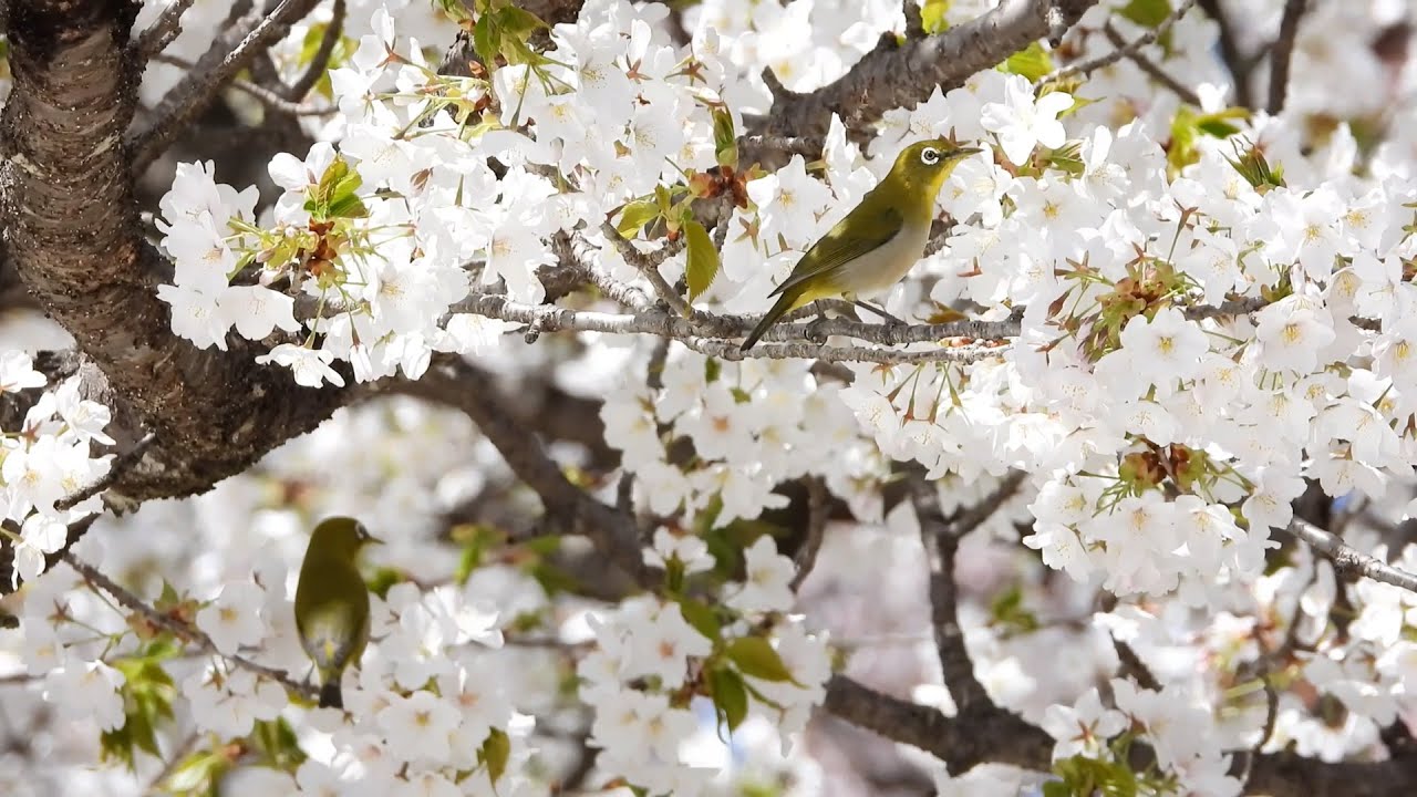 メジロ｜日本の鳥百科｜サントリーの愛鳥活動