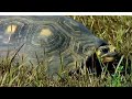 La historia de la tortuga Morrocoy, en lucha constante por Llanos de Venezuela (DOCUMENTAL COMPLETO)