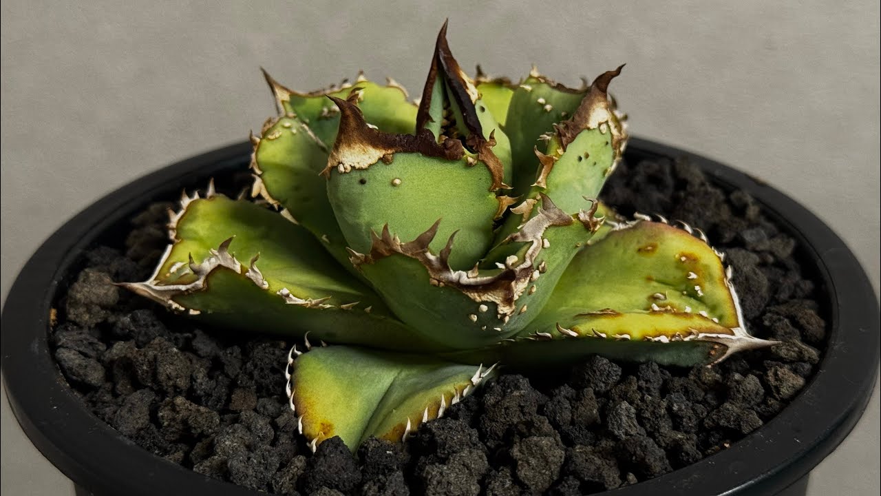 20260424 アガベ・チタノタ 鰐亀（芽）-039｜agave titanota alligator
