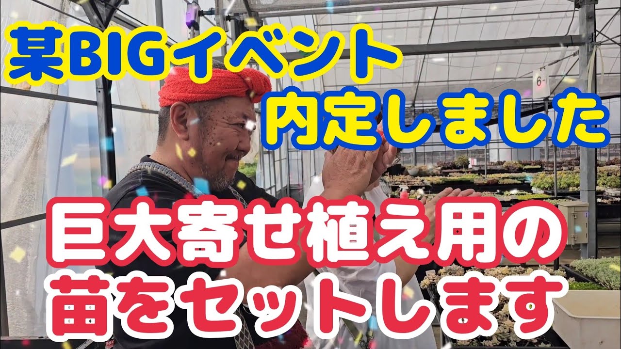 多肉植物】【内定しました】某BIGイベントに内定しました🎶巨大寄せ