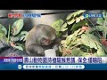 獼猴搶食! 保全拿空氣槍驅離 遊客看法兩極 &quot;持槍驅猴&quot;惹議 壽山動物園: 緊急情況嚇阻用｜記者 徐士庭 吳繢杉｜【LIVE大現場】20240418｜三立新聞台