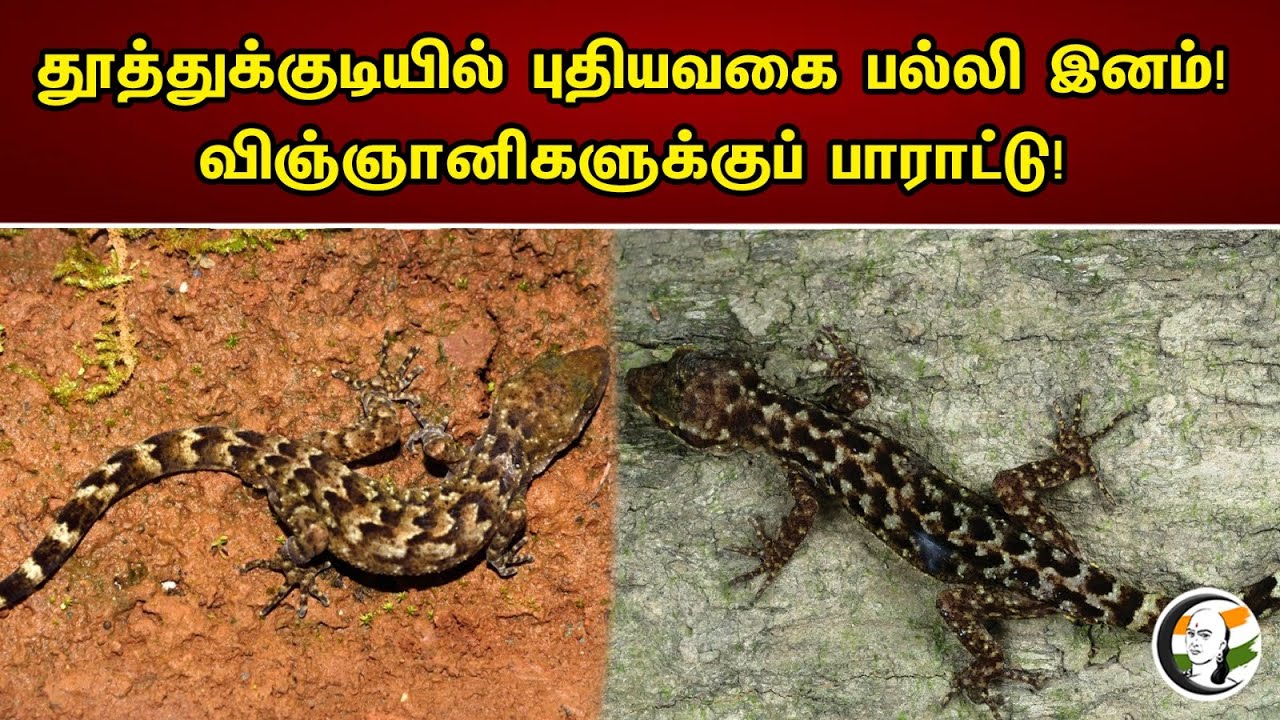 தூத்துக்குடியில் புதியவகை பல்லி இனம்! விஞ்ஞானிகளுக்குப் பாராட்டு! | New species of lizard Tuticorin