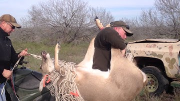 RELOADING THE NET GUN