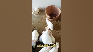 First Video introduction from rabbit 🐇