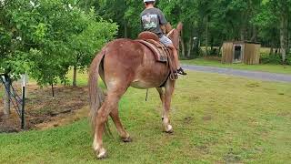 Belgian Mule