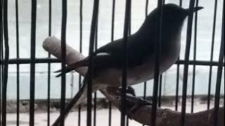 MASTERAN MURAY AIR MANCUR/RAJA TEMBAK JEDA RAPAT PANJANG//COCOK BUAT MASTERAN //CUCAK IJO//KACER/