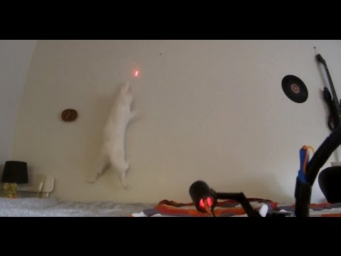 Cat Laser Entertainer