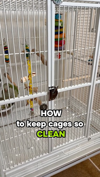 How to Clean Bird Cage