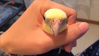 Ultimate Birb Compilation try not to laugh CLEAN!