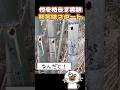 竹を枯らす方法 新実験