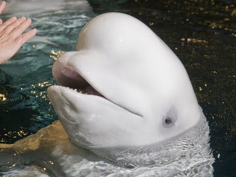 Videó: Pet Scoop: Beluga bálna született Chicagói Akváriumban, Poodle Moth Photo Goes Viral