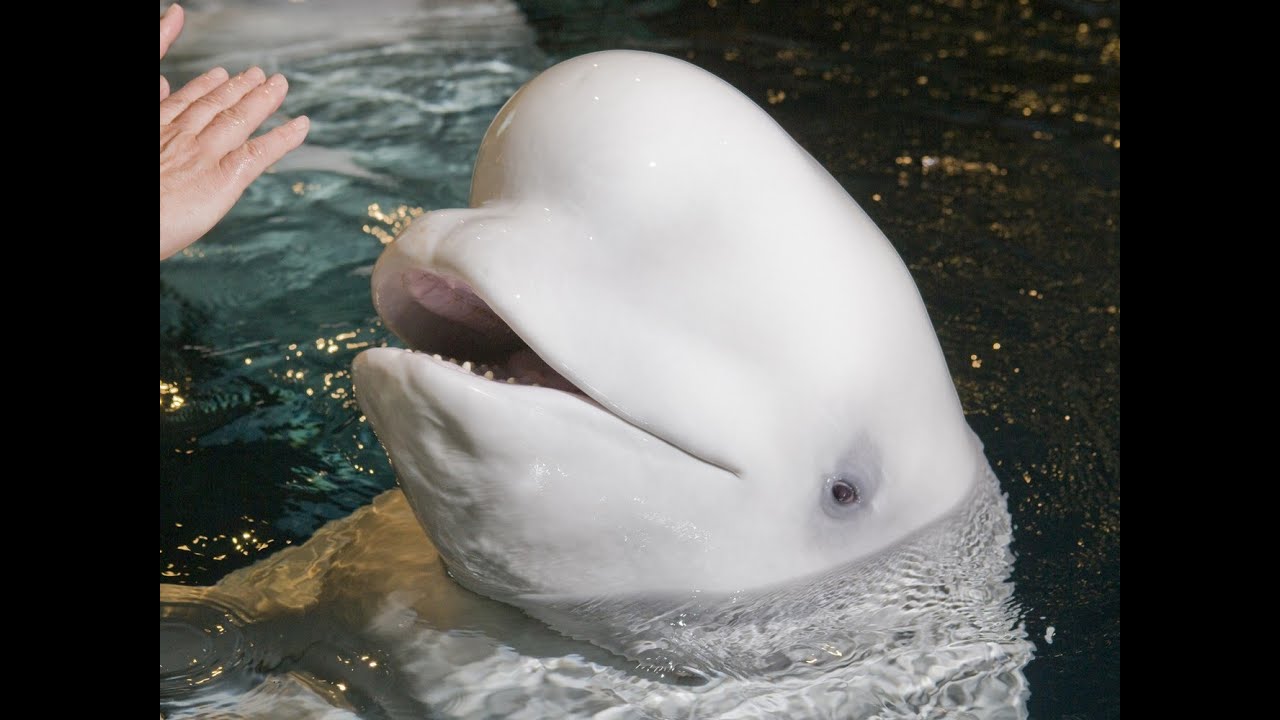 Mauyak, oldest beluga whale at Shedd Aquarium, has died YouTube