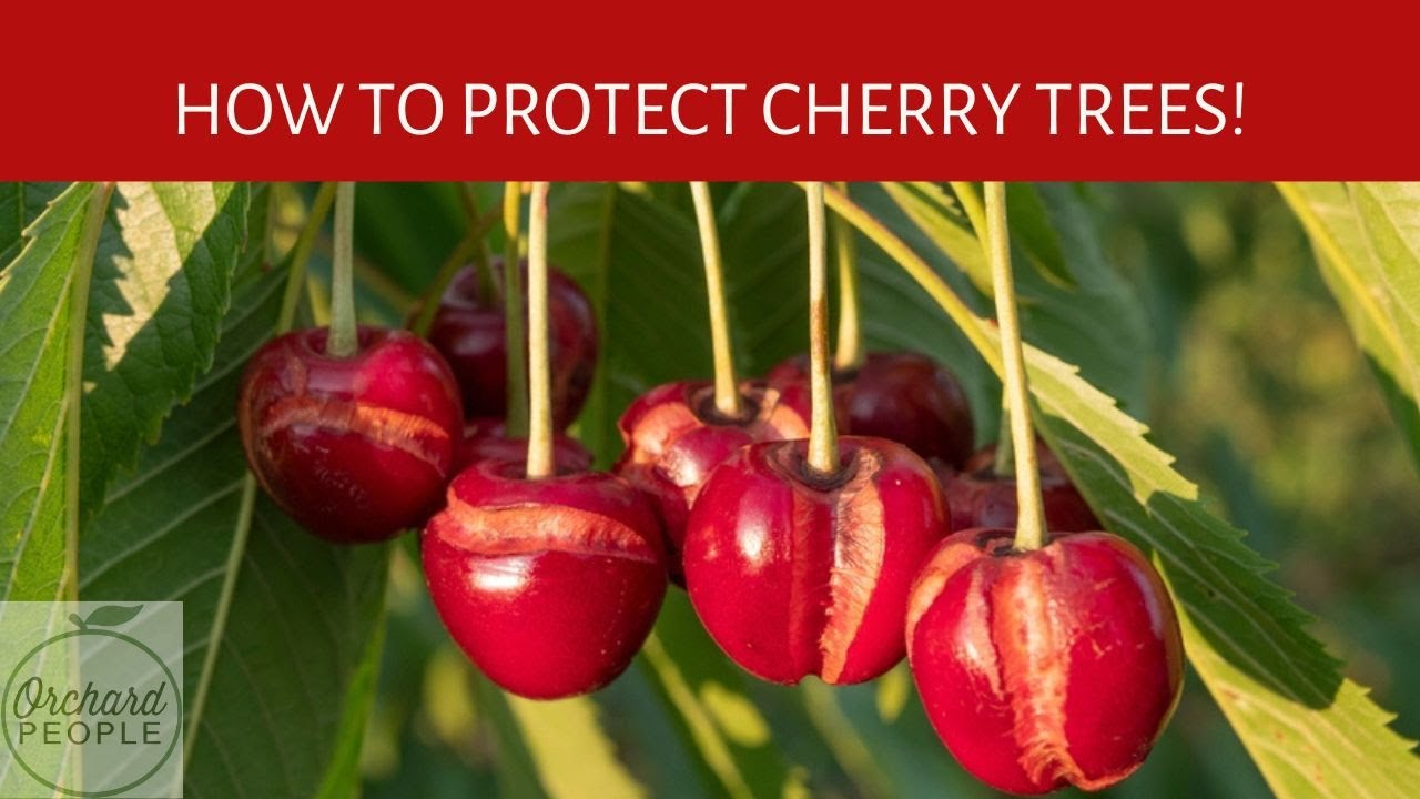 How to Protect Cherry Trees from CRACKING! 🍒🤩 - YouTube