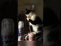 Talking Cat gets pranked - Crazy Moments ⚡ Fast Laugh!
