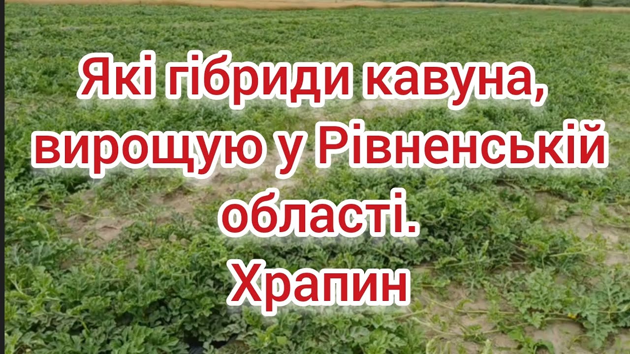 🍉 🍈 Огляд 12 гібридів КАВУНА які вирощую у Рівненській області. Які кавуни вирощую у Рівненщині.