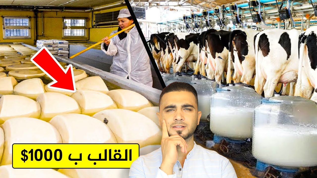 مصانع جبنة بارميزان تكشف الحقيقة😱أغلى جبنة في العالم😱من حليب البقر!