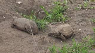 Celebrity Dec 12, 2016- Conflict In The Bush With James Hendry Wealth