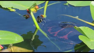 Florida Redbelly Turtle eating water lily