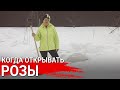 Когда открывать розы