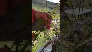 Bahar   #doğalyaşam #bahar #doğa#keşfet #köydeyaşam #şehirdenköyegöç