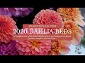 DAHLIAS: FULL TOUR -  FRESHCUTKY 2020 Cut Flower Garden!