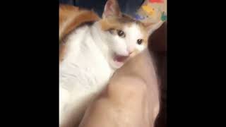 Webm 2018 - Котик делает кусь || The cat bites Webm 2018 - Котик делает кусь || The cat bites