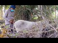 Video Donkey Funny Video Amazing Man Living With Donkey 2021 4k video DH
