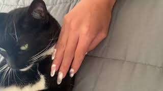 Soft scratching & purring :: Sound ASMR cat massage #cat #cute #asmr #catmassage #asmrmassage by SandyPetMassage 271 views 2 months ago 1 minute