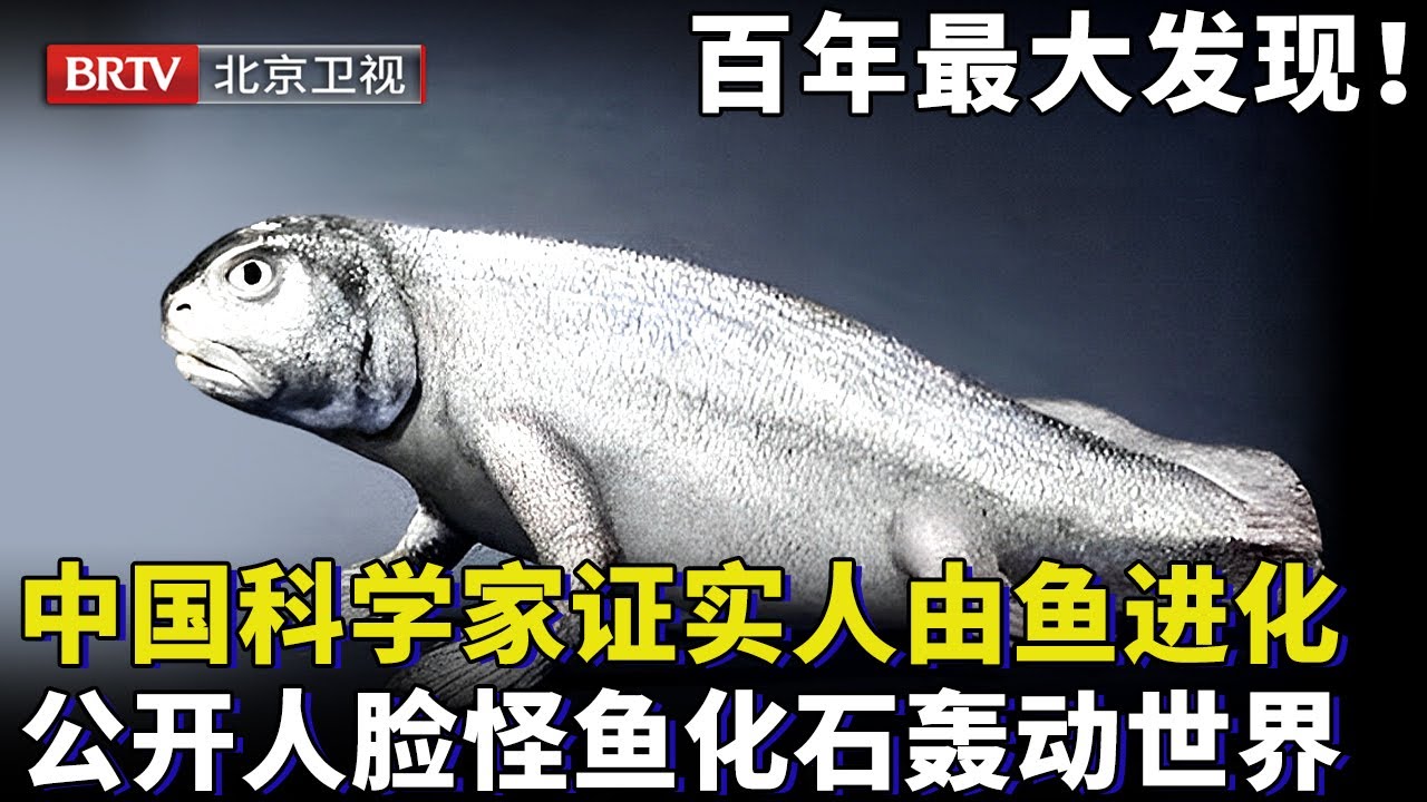 魚化石 ニフテウス 化石】江漢魚 ニフテウス【第三紀】 化石 魚化石