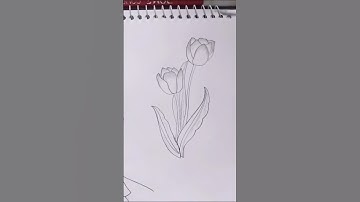 flowers draw🌷🌷pxnk_rose99 #shortvideo #drawing #art #drawingtutorial #flowers